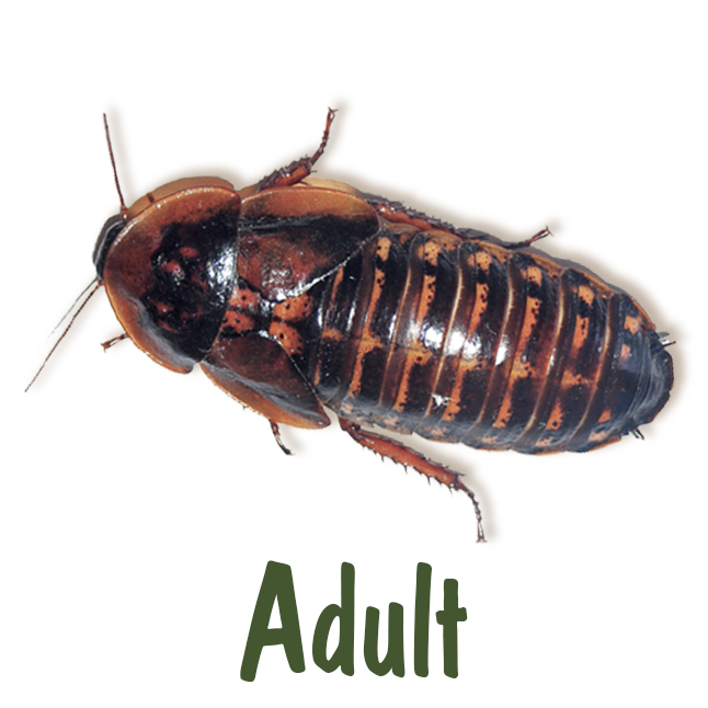Live Feeder Dubia Cockroaches
