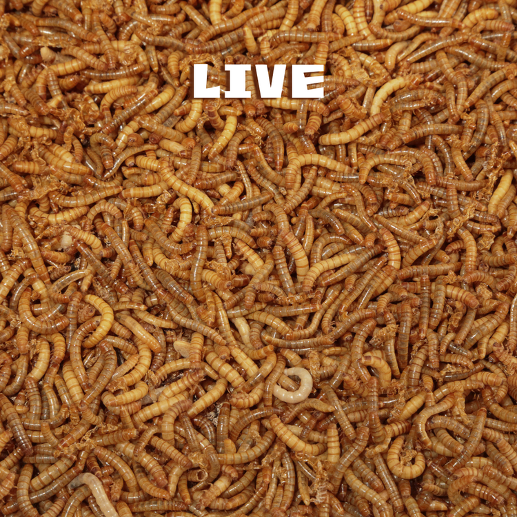 Live and Free Dried Feed