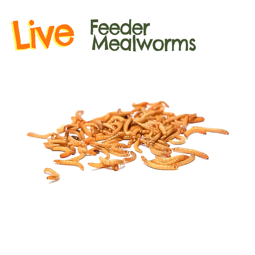 Live Feeder Mealworms