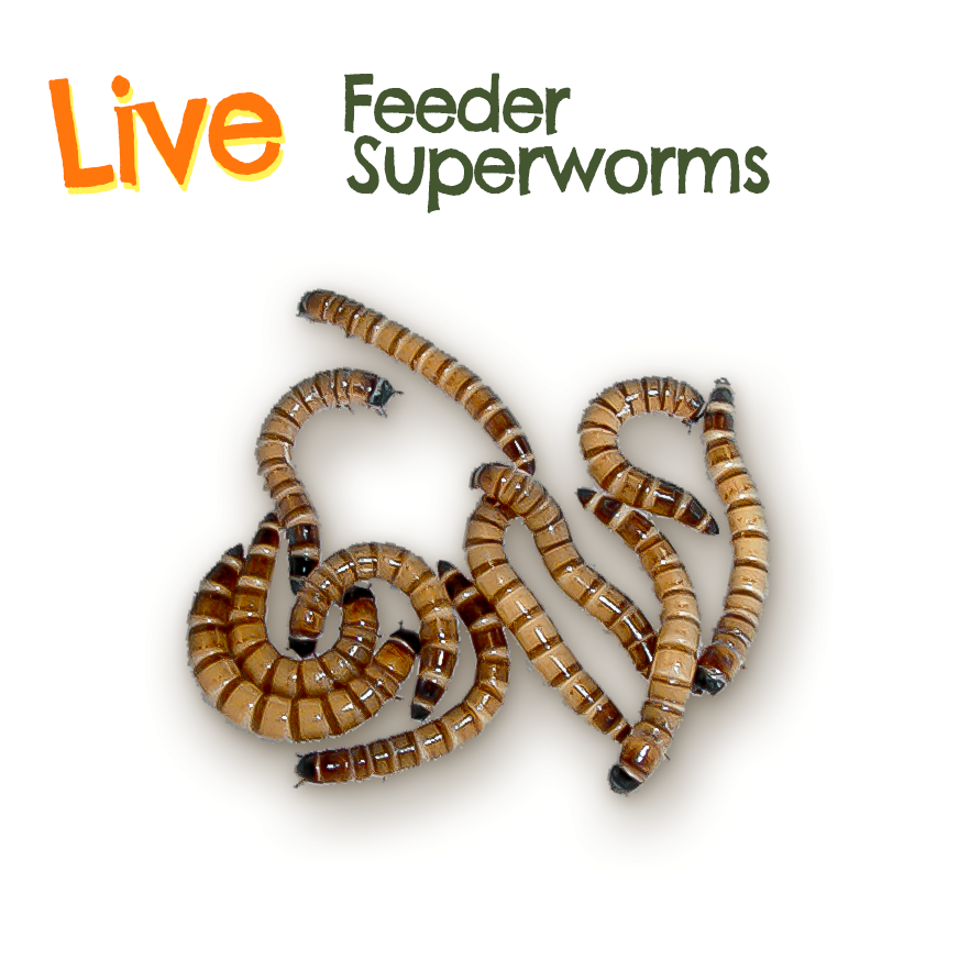 Live Feeder Superworms