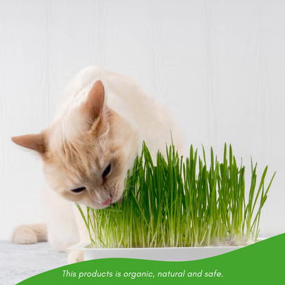 Feline Quick Growth Super Grass