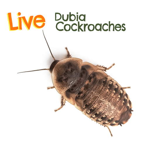 Live Feeder Dubia Cockroaches