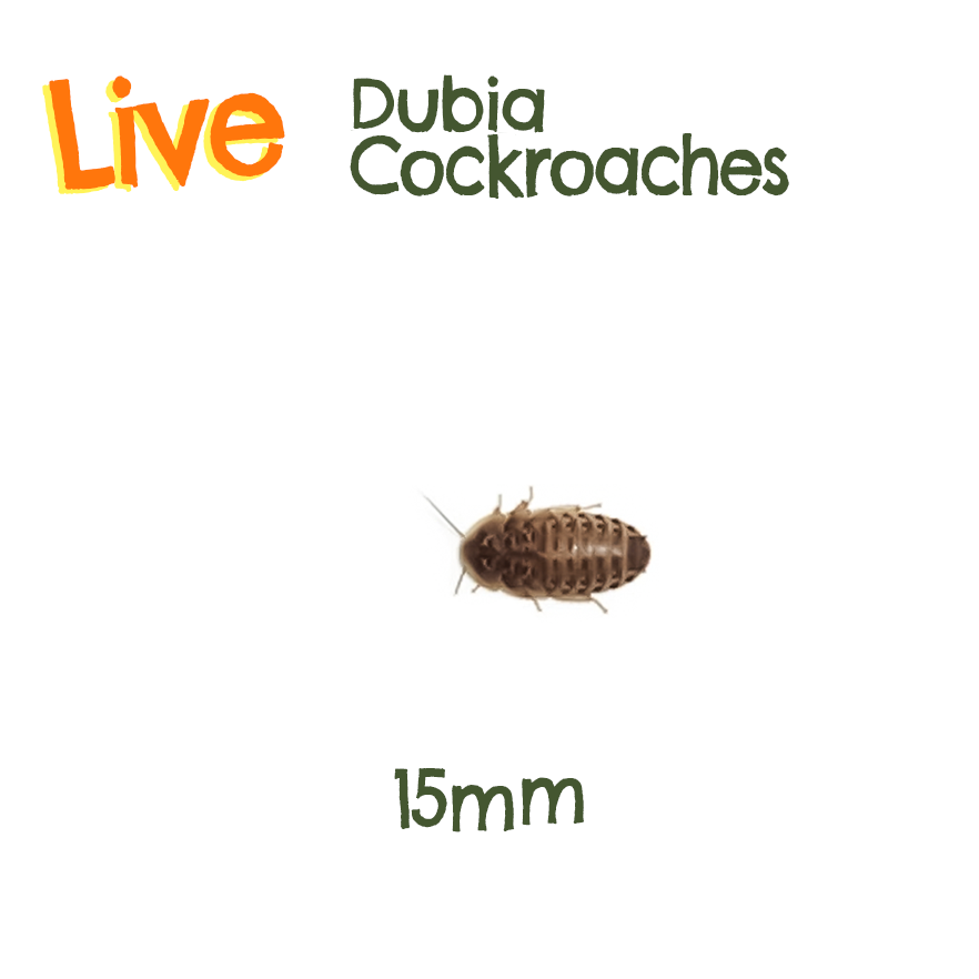 Live Feeder Dubia Cockroaches