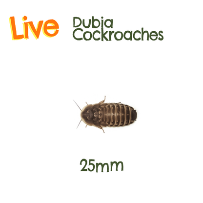 Live Feeder Dubia Cockroaches