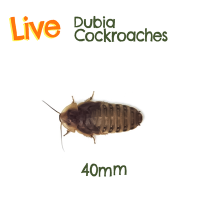 Live Feeder Dubia Cockroaches