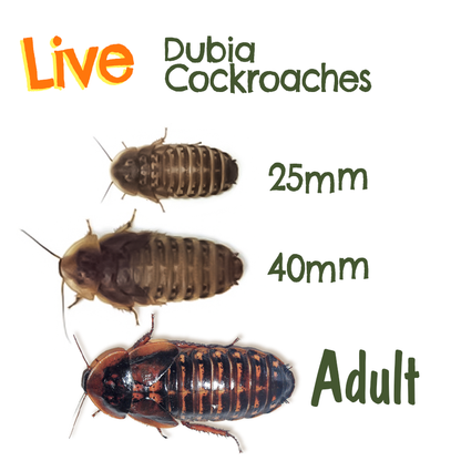Live Feeder Dubia Cockroaches