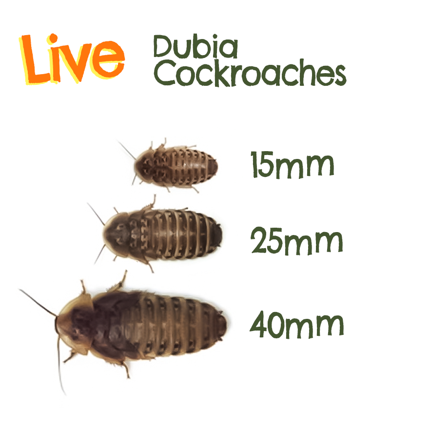 Live Feeder Dubia Cockroaches