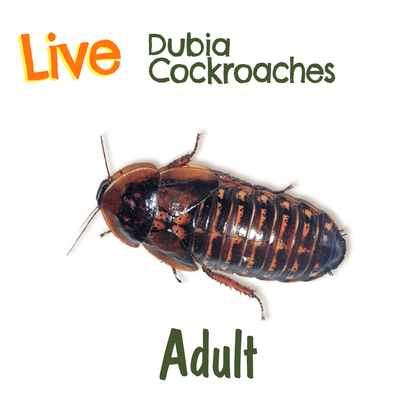 Live Feeder Dubia Cockroaches