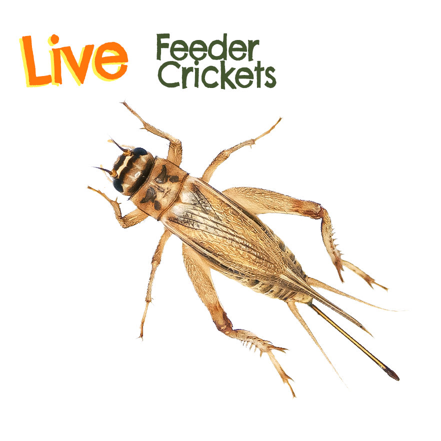 Live Feeder Crickets