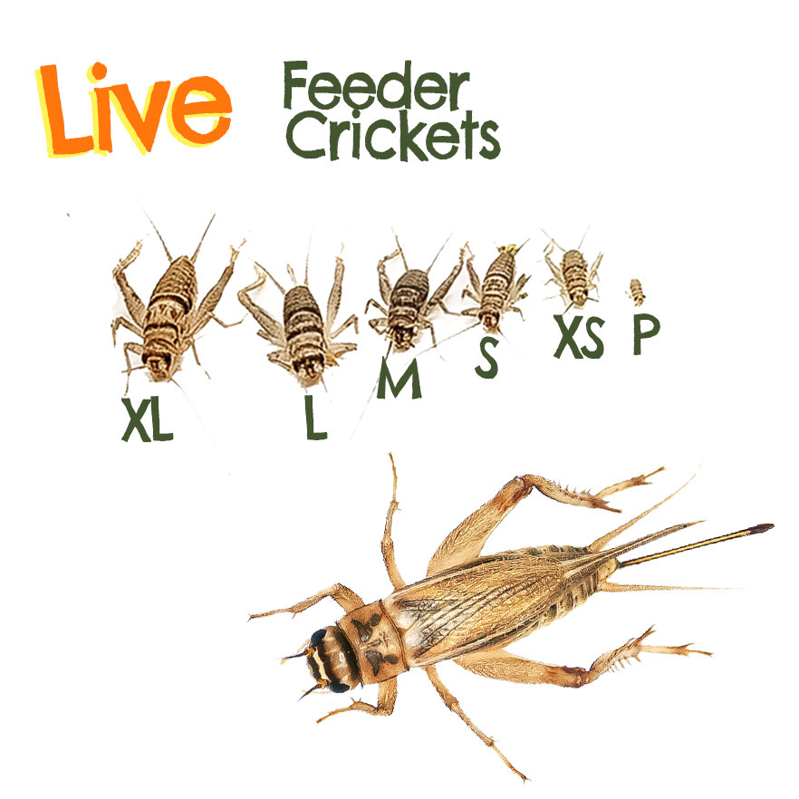 Live Feeder Crickets