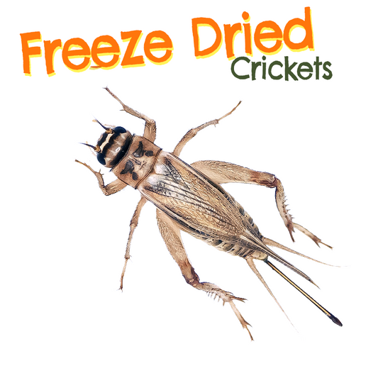 Freeze Dried Crickets (Medium Size)