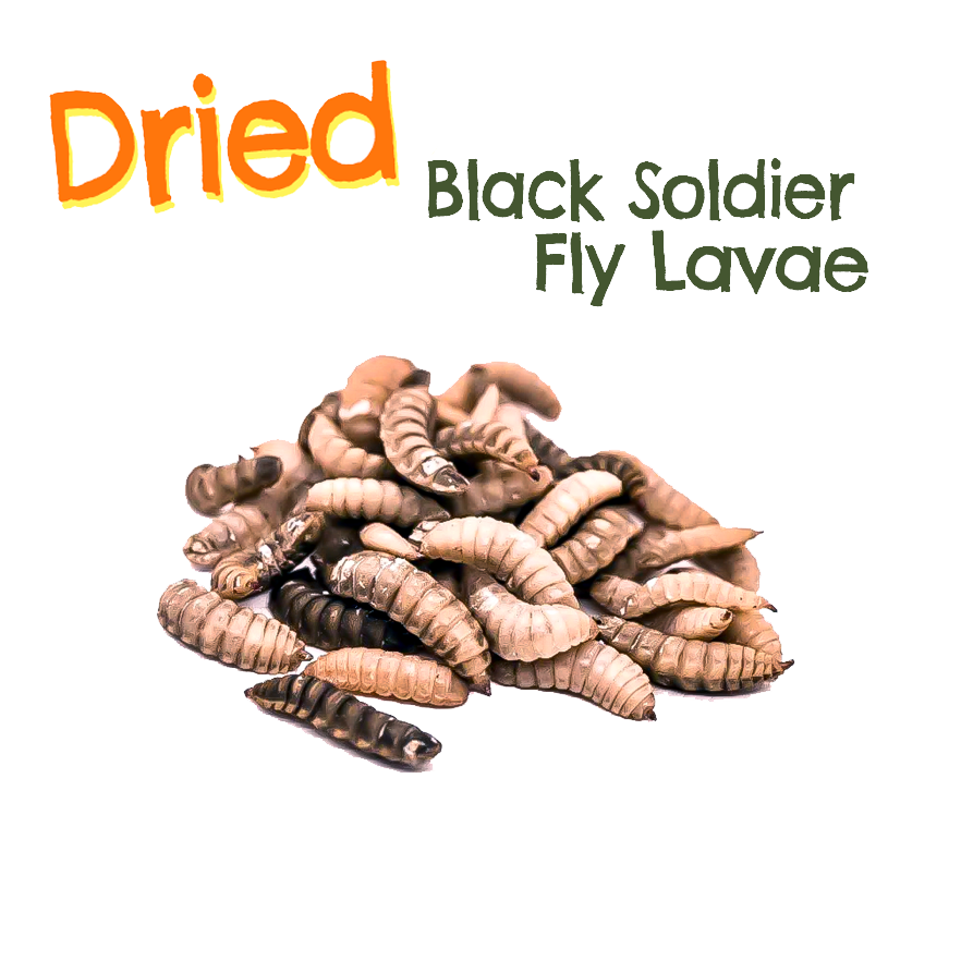 Dried Black Soldier fly Larvae