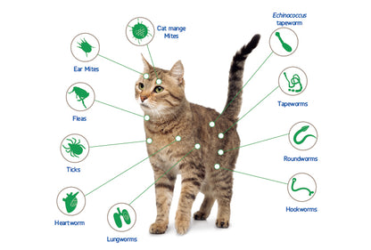 Nexgard Combo Spot-on Solution for Cats